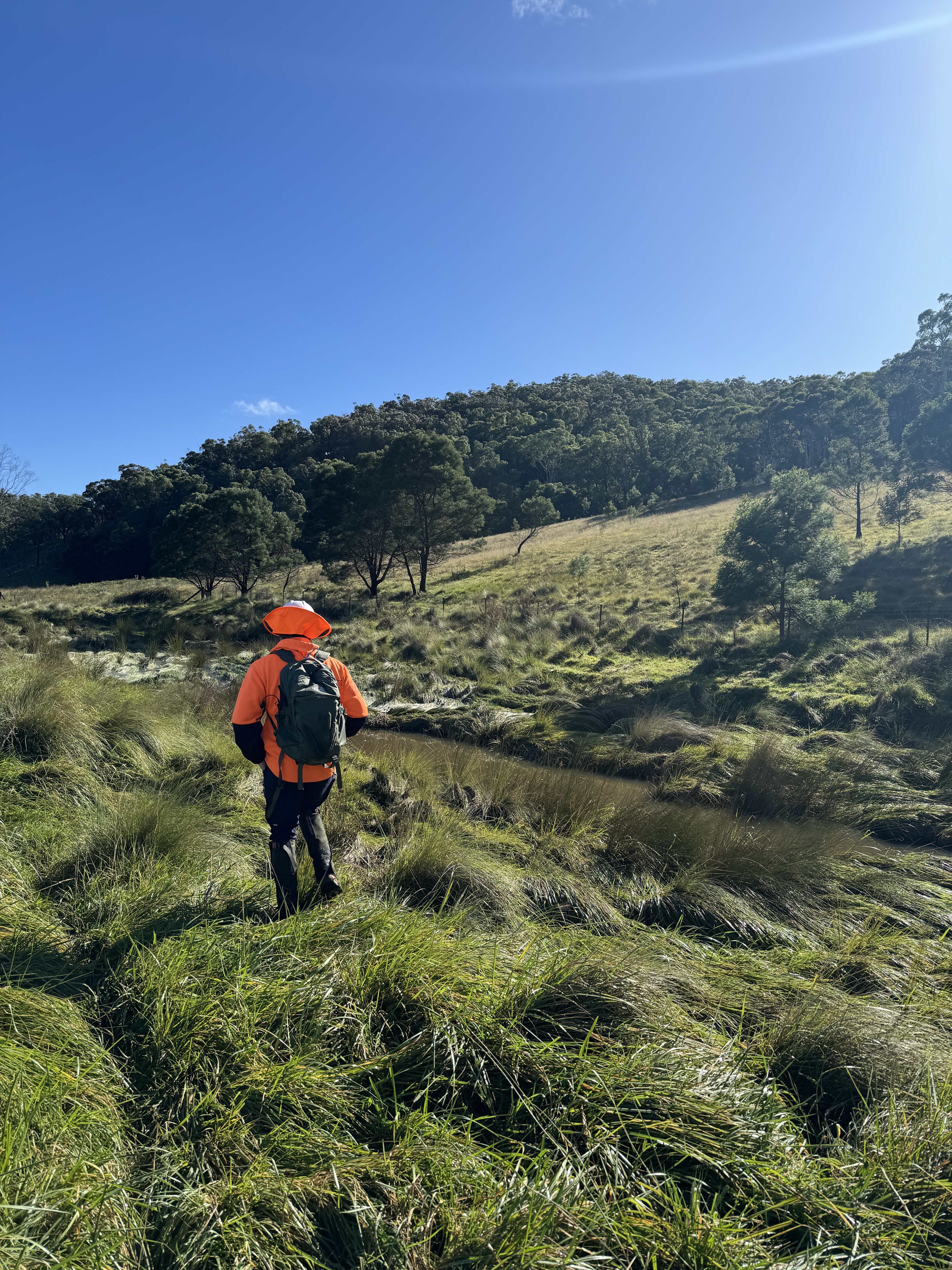 Environmental fieldwork in native bush