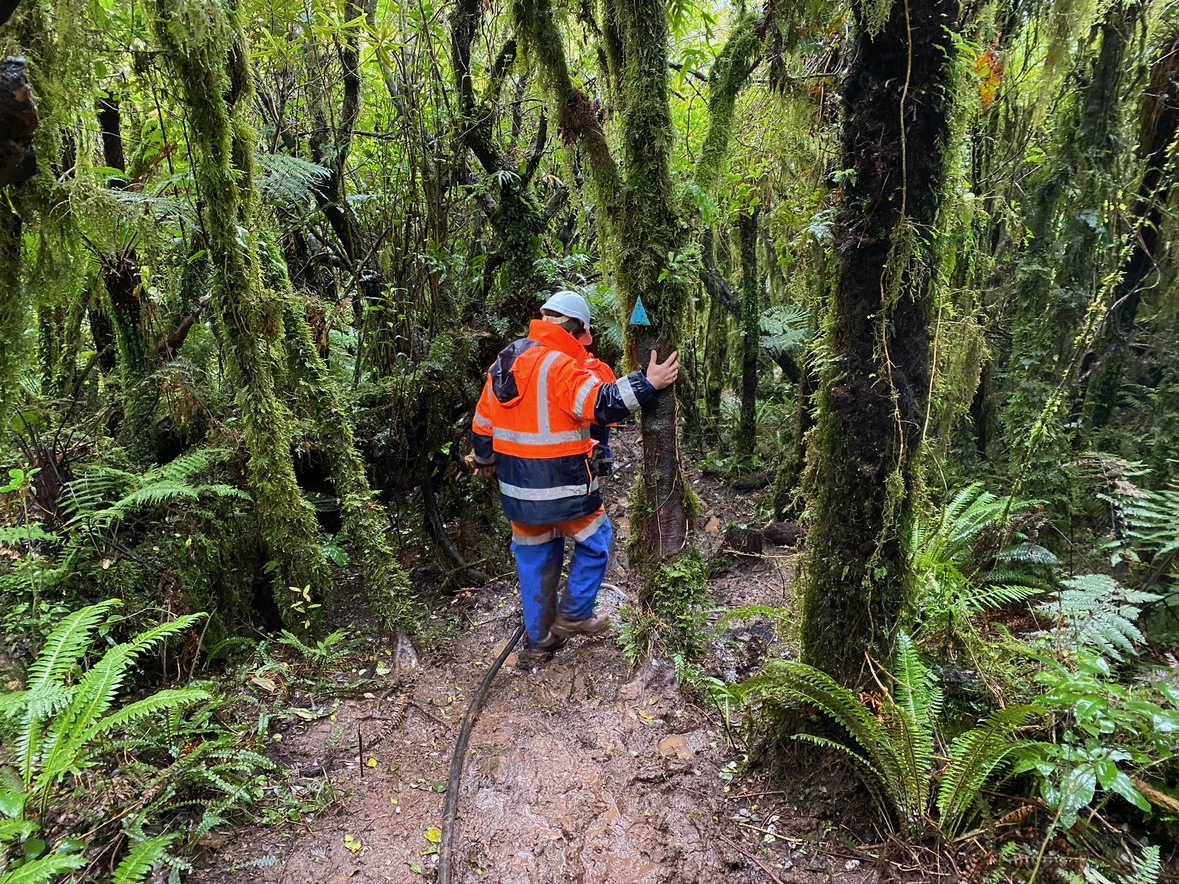 Environmental fieldwork in native bush