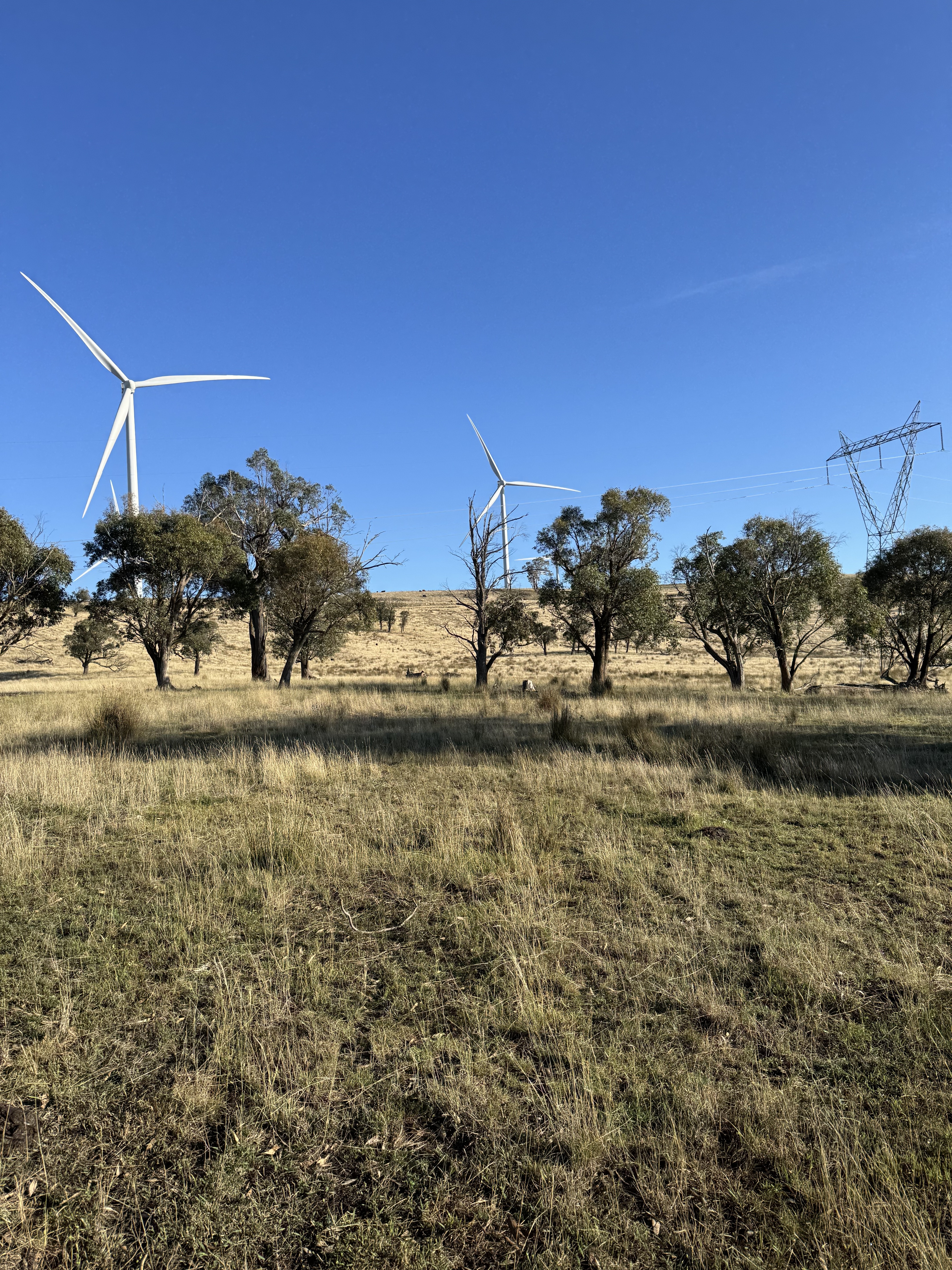 Wind turbines Turitea windfarm